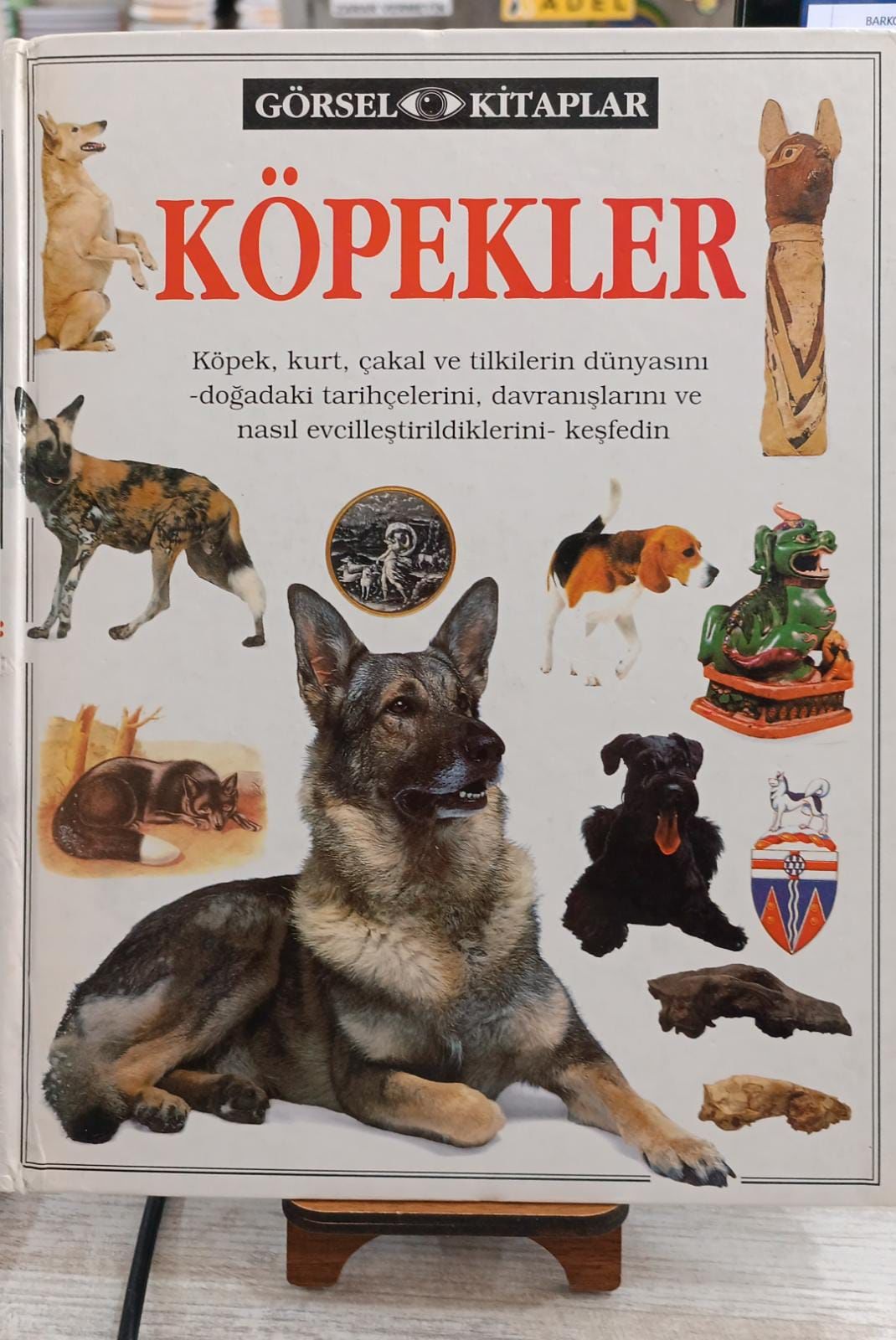 KÖPEKLER - DORLING KINDERSLEY