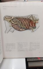 Atlas der topographischen Anatomie der Haustiere - Band 2 -  Peter Popesco