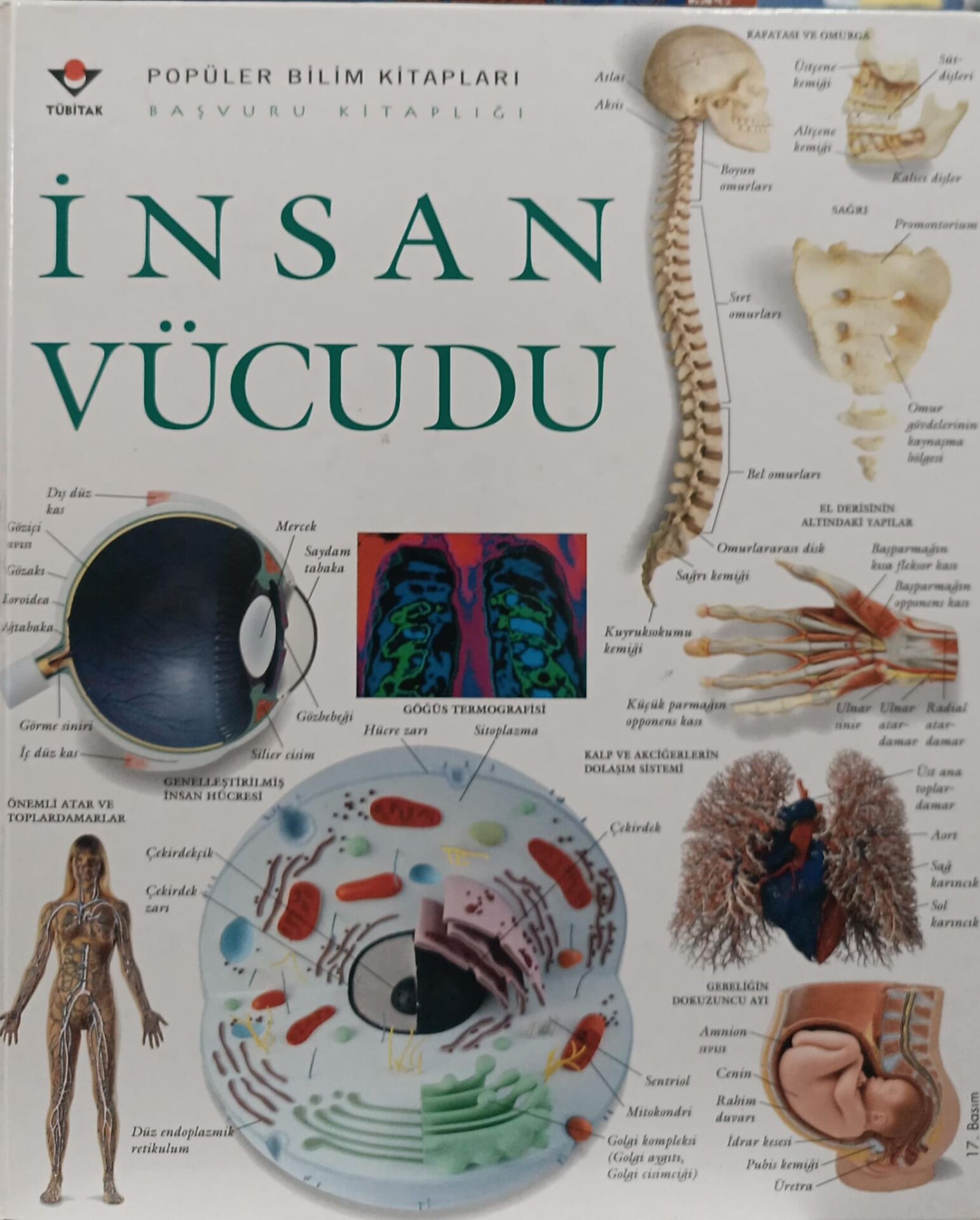 İnsan Vücudu - Tübitak Popüler Bilim Kitapları