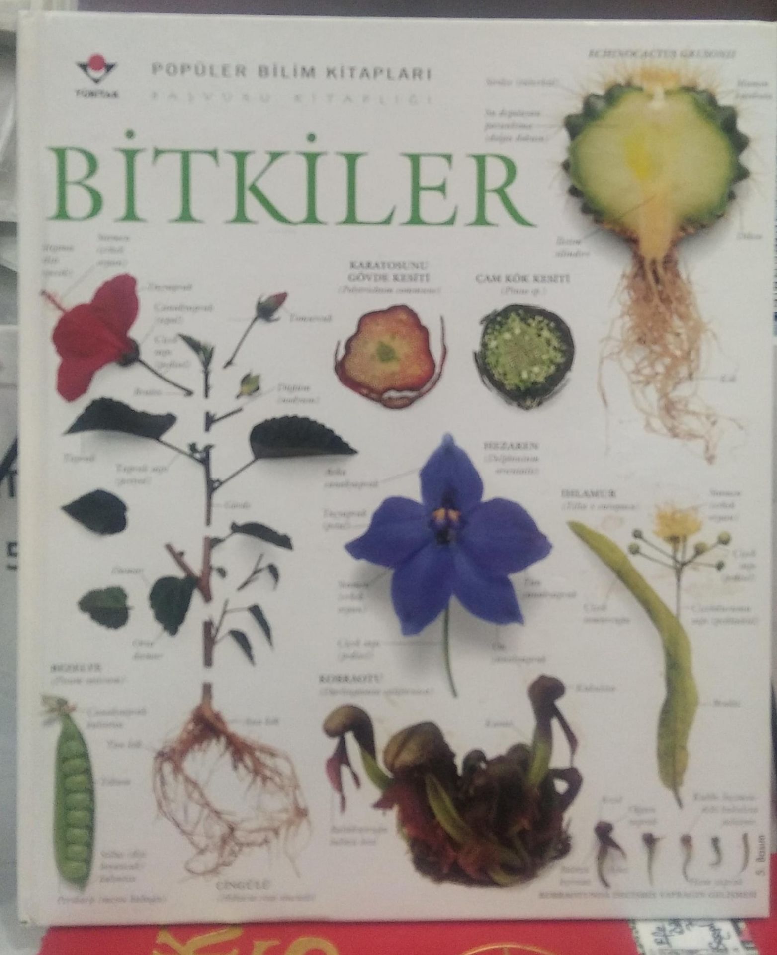 Bitkiler - Tübitak / Popüler Bilim Kitapları