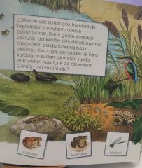 Doğada Resimli Sözlüğüm - Dünyayı Öğreniyorum