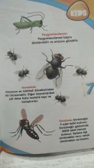 I Wonder Why - Merak Ediyorum Neden? Hayvanlar