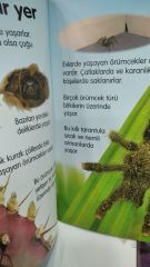 İlk Okuma / Örümcekler - Rebecca Gilpin